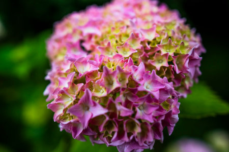close up of a pink Hydrangea Macrophyllaの写真素材