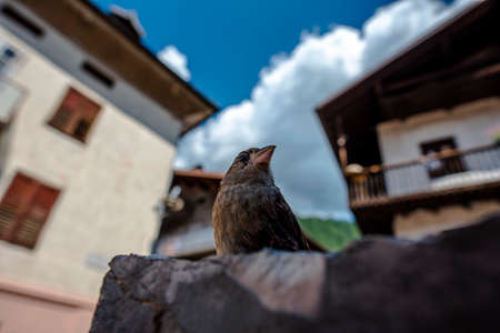 close up of a sparrow in San Martino di Castrozza Trento Italyの写真素材