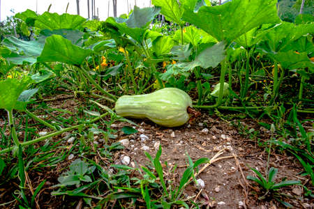 close up of a green pumpkin in the vegetable garden at Revine Lago Treviso Veneto Italyの写真素材