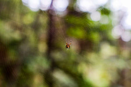 close up of a spider in the center of its web in Tignale Brescia Italyの写真素材