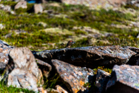 The rock ptarmigan brown in spring and summer ptarmigan Lagopus molts in the Snaefellsnes Peninsula in Icelandの写真素材