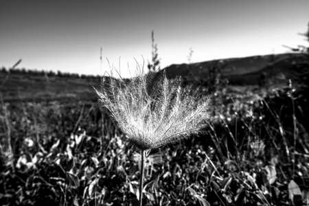 close up of Geum montanum in North Icelandの写真素材