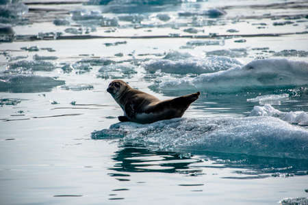 a seal dives among the icebergs in Iceland's Jokulsarlon lagoonの写真素材