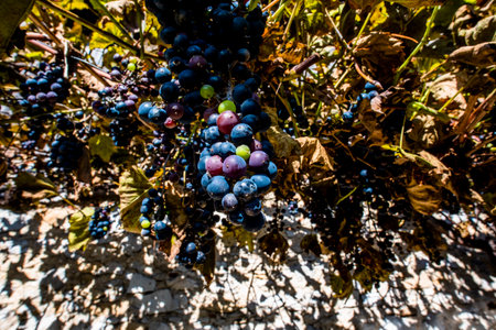 close up of a purple grape stalk ripening on the branches of the vine at Bosco di Tretto Schio...