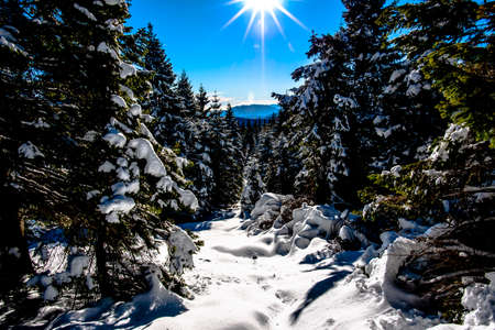 snow pines clouds mountains alps at Cima Larici Asiago Vicenza Veneto Italyの写真素材