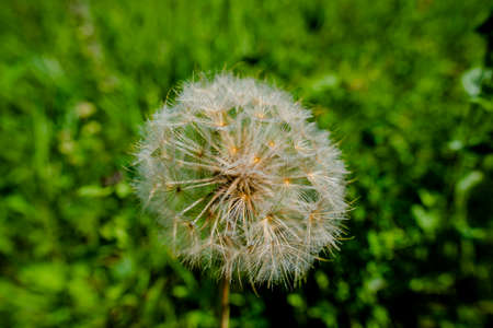 close up of a dandelion shower head on a green background with yellow flowers