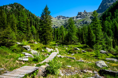path between the green valleys of the Lagorai mountain range between pine and fir woods with blue sky and white clouds streams and alpine peaks granite valleys in the Lagorai in Trento Italyの写真素材