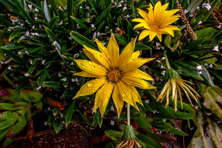close up of Gazania rigens in summer in Madeira island Portugalの写真素材