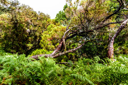 twisted tree with blue sky among green vegetation in Madeira Portugal