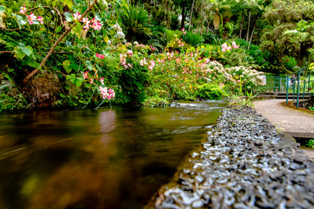 close up of a levada in Madeira Portugalの写真素材