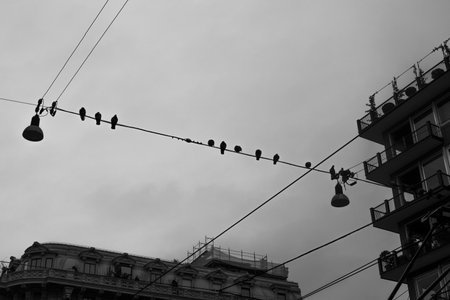 electric cable with roosting pigeons early in the morning on a gloomy day in Milan Italyの写真素材