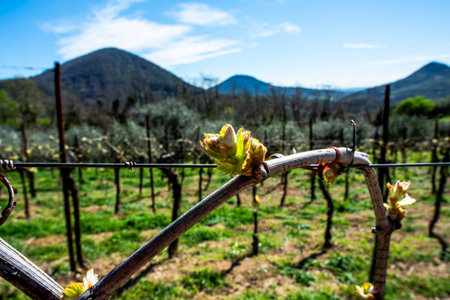 bud and shoot of vine or vineyard plant in Valnogaredo Padova Veneto Italyの写真素材
