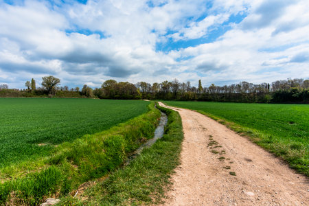 country road between green agricultural meadows irrigation channels and in the background the forest that divides the endless blue sky from the agricultural fields in Custoza Verona Veneto Italyの写真素材