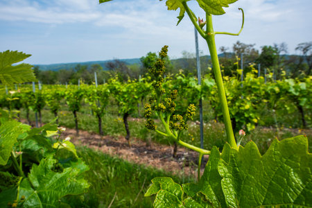 close up of grape flower bud on the vine in Orgiano Vicenza Veneto Italyの写真素材