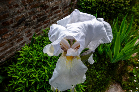 close up of iris germanica in Orgiano Vicenza Veneto Italyの写真素材