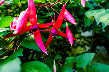 close up of Fuchsia magellanica with green leaves in the background in Varese Lombardy Italy