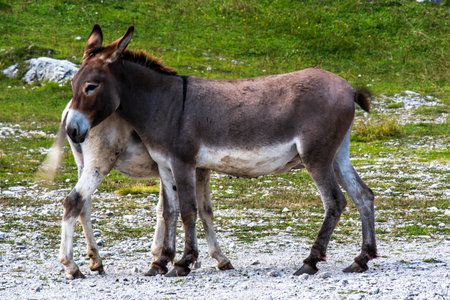 donkey with flock of sheep close up of donkey on Mount Ortigara on the Asiago plateau Vicenza Veneto Italyの写真素材