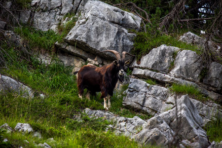 close up of goat grazing on a summer day grazing goats on Mount Ortigara on the Asiago plateau...