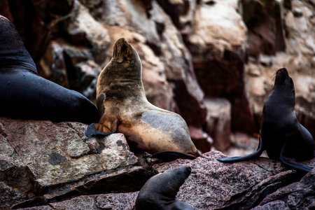 sea lions on the ocean reefs of the Ballestas Islands from Paracas in Peru