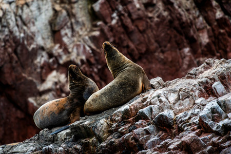 sea lions on the ocean reefs of the Ballestas Islands from Paracas in Peruの写真素材