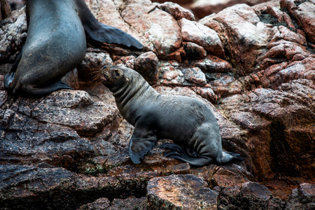 sea lions on the ocean reefs of the Ballestas Islands from Paracas in Peruの写真素材