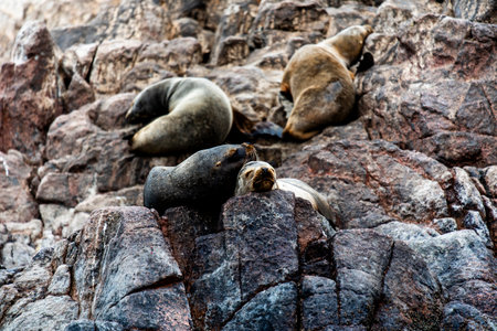 sea lions on the ocean reefs of the Ballestas Islands from Paracas in Peru