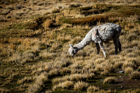 llamas graze among the sunburned bushes on the highlands of the Andes in Peru near the village of Puno on Lake Titicaca close up of the typical Peruvian animalの写真素材