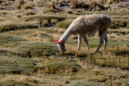 llamas graze among the sunburned bushes on the highlands of the Andes in Peru near the village of...