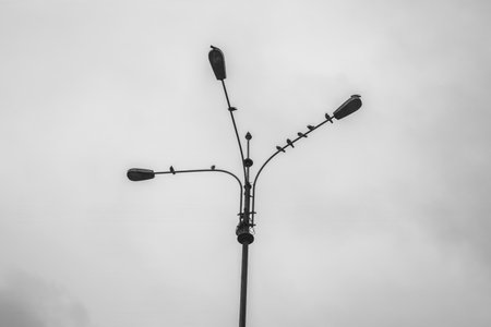 3-light street lamp on dark sky in Lima, Peruの写真素材