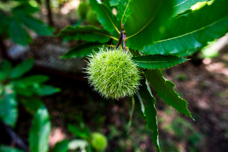closeup of a still green Castanea sativa chestnut hedgehog on the tree photographed with the green leaves in spring of a chestnut tree in the woods in the prosecco hills near Vidor Treviso Veneto Italyの写真素材