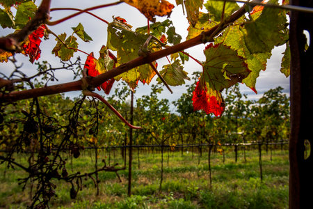 close up of bunch of grapes dried in the sun and not yet harvested on the vines immersed in the green hills around Lonigo Vicenza Italyの写真素材