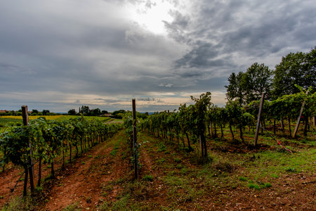 autumn and winter vineyards with red leaves immersed in the green hills around Lonigo Vicenza Italyの写真素材