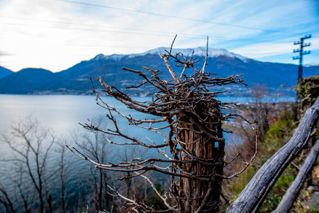 old dead lumpy tree on the lake shore in Varenna on Lake Como Italyの写真素材