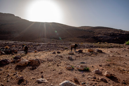 Berber mules ready to cross the Atlas near Ouarzazate mules loaded with supplies caravanners near Jebel Saghro and Bab N Ali in Moroccoの写真素材