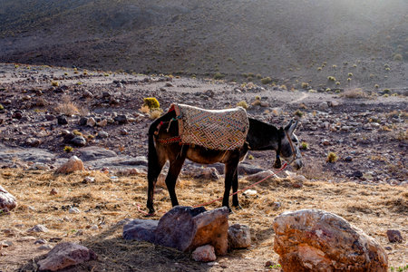 Berber mules ready to cross the Atlas near Ouarzazate mules loaded with supplies caravanners near Jebel Saghro and Bab N Ali in Moroccoの写真素材