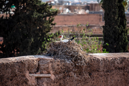 storks nest on the high orange walls of the city of Marrakech Moroccoの写真素材