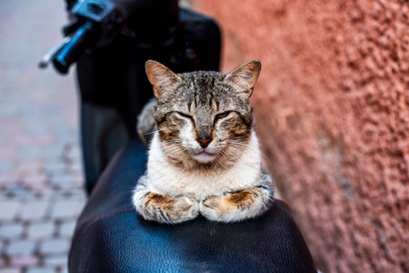 close up of white and gray cat with eyes closed on a scooter in Marrachesh Moroccoの写真素材