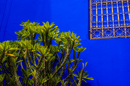 blue wall corner with white grated window and green succulent plant in Marrakesh Moroccoの写真素材