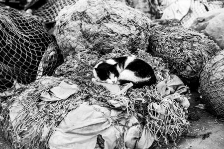 small black and white cat sleeps on top of fishing nets at Essaouira port in Moroccoの写真素材