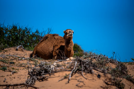 close up of a camel close up of a camel face in Essaouira Moroccoの写真素材