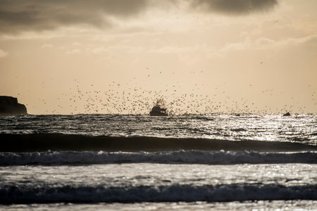 Fishing boats at sunset typical of the port of Essaouira on the Atlantic Ocean and seagulls circling...