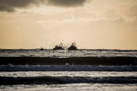 Fishing boats at sunset typical of the port of Essaouira on the Atlantic Ocean and seagulls circling...