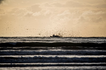 Fishing boats at sunset typical of the port of Essaouira on the Atlantic Ocean and seagulls circling...