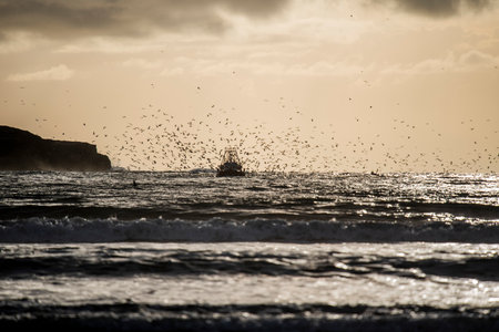 Fishing boats at sunset typical of the port of Essaouira on the Atlantic Ocean and seagulls circling...