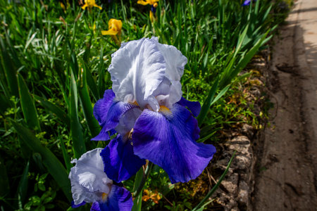 Close-up of blooming Iris germanica with bold blue and delicate white petals in a lush garden. A...