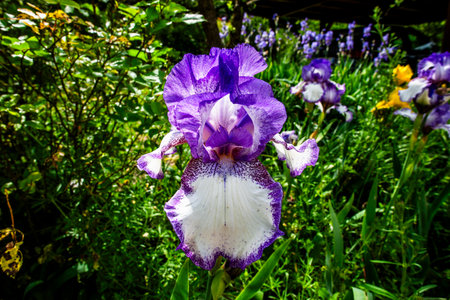 Close-up of a blooming Iris germanica with striking white and purple petals in a lush garden. A...
