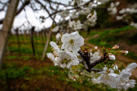 Close-up of Prunus avium (wild cherry) blossoms in an orchard, with soft focus on a blooming landscape. A vivid symbol of springtime, renewal, and natural beauty in rural agriculture.の写真素材