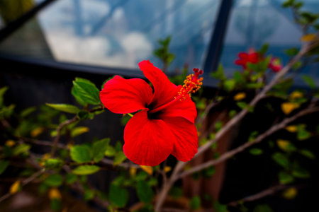 Bright red hibiscus flower in full bloom, with green leaves and a glass background. A vivid...