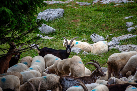Goat with large horns standing among sheep in a mountain pasture. Concept of alpine farming, rural community, coexistence of livestock and harmony with nature.の写真素材