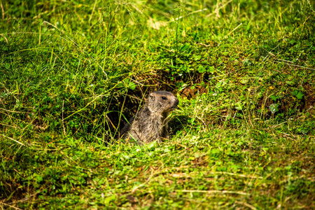 Wild marmot emerging from its burrow in green alpine meadow of Asiago. Concept of wildlife, natural habitat, mountain fauna and unspoiled Italian Alps nature.の写真素材